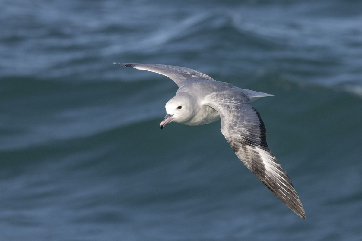image Southern Fulmar